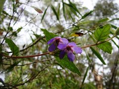 Tremandra stelligera