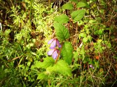 Tremandra stelligera