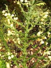 Acacia alata