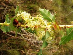 Hakea amplexicaulis