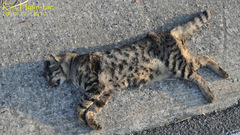 Prionailurus bengalensis