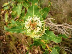 Hakea amplexicaulis