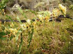 Hakea amplexicaulis
