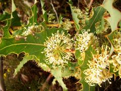 Hakea amplexicaulis