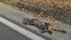 Prionailurus bengalensis