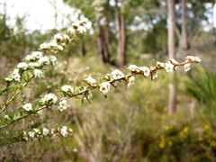 Taxandria parviceps