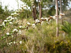 Taxandria parviceps