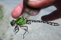 Ophiogomphus colubrinus