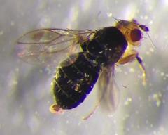 Pterogramma palliceps