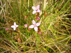 Boronia dichotoma