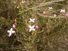 Boronia dichotoma