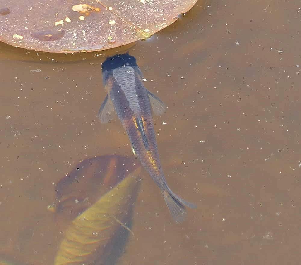 Photo of a Fathead Minnow