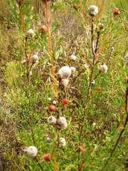 Isopogon