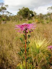 Isopogon
