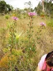 Isopogon