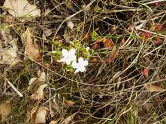 Drosera pallida