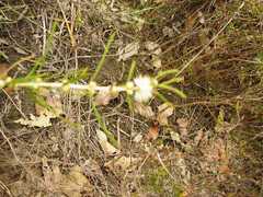 Hypocalymma angustifolium