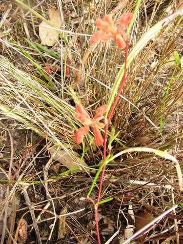Image of Grevillea brachystylis by (c) Tony Rebelo, some rights reserved (CC BY-SA)