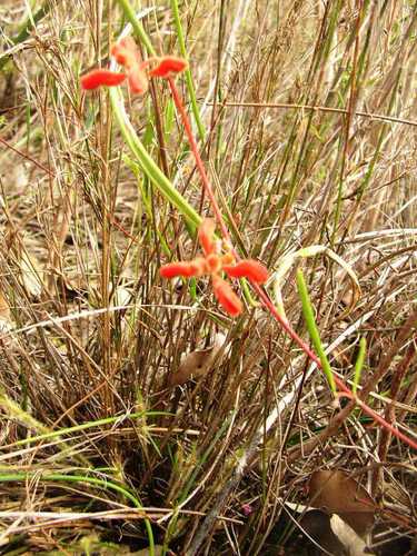 Image of Grevillea brachystylis by (c) Tony Rebelo, some rights reserved (CC BY-SA)