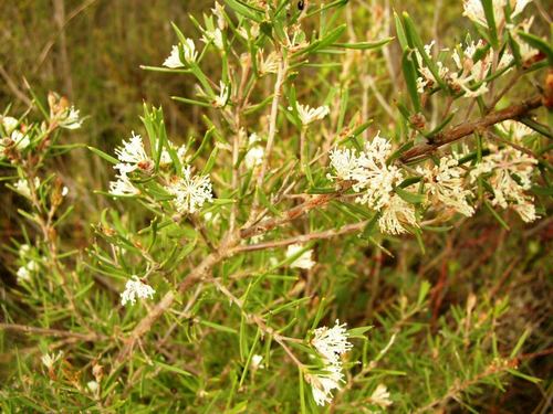 Image of Hakea varia by (c) Tony Rebelo, some rights reserved (CC BY-SA)