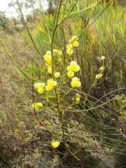 Acacia extensa