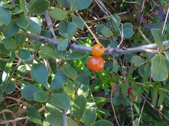 Coprosma montana