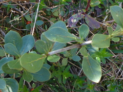 Coprosma montana