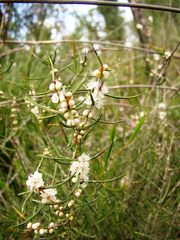 Hypocalymma angustifolium