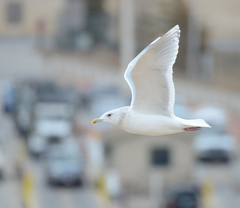 Larus glaucoides kumlieni