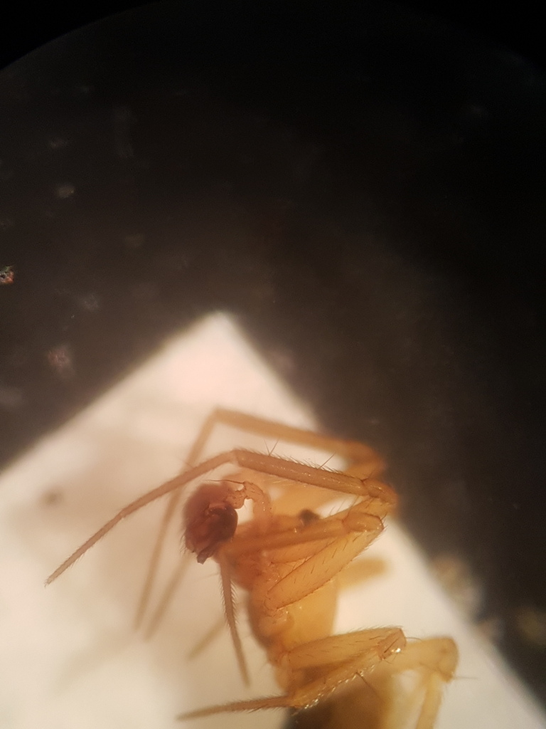 Oryphantes