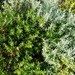 Olearia axillaris - Photo (c) sunphlo, algunos derechos reservados (CC BY-NC-ND)