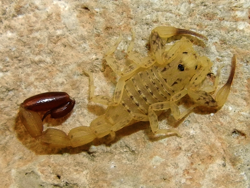 Microtityus lantiguai