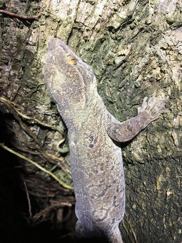 Aristelliger lar