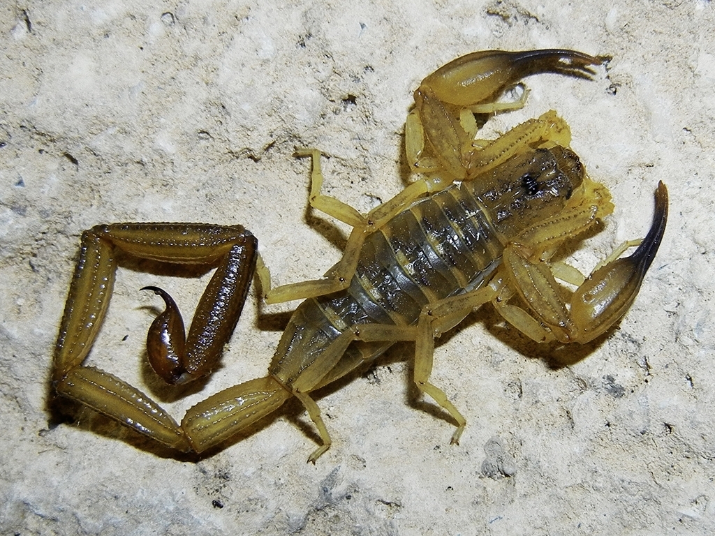 Centruroides bani