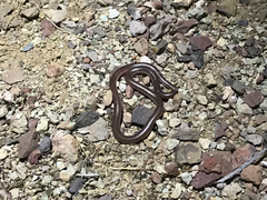 Rena humilis