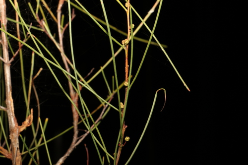 Image of Acacia juncifolia by (c) Greg Tasney, some rights reserved (CC BY-SA)