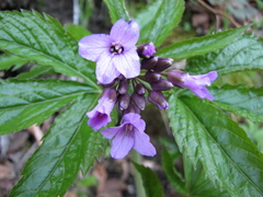 Cardamine pentaphyllos
