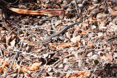 Aspidoscelis hyperythrus hyperythrus