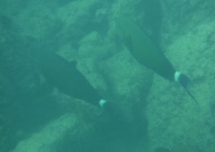 Acanthurus blochii