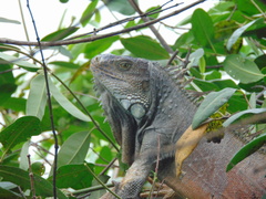 Iguana iguana