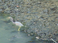 Egretta tricolor