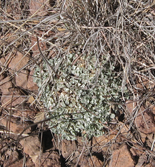 Eriogonum tenellum