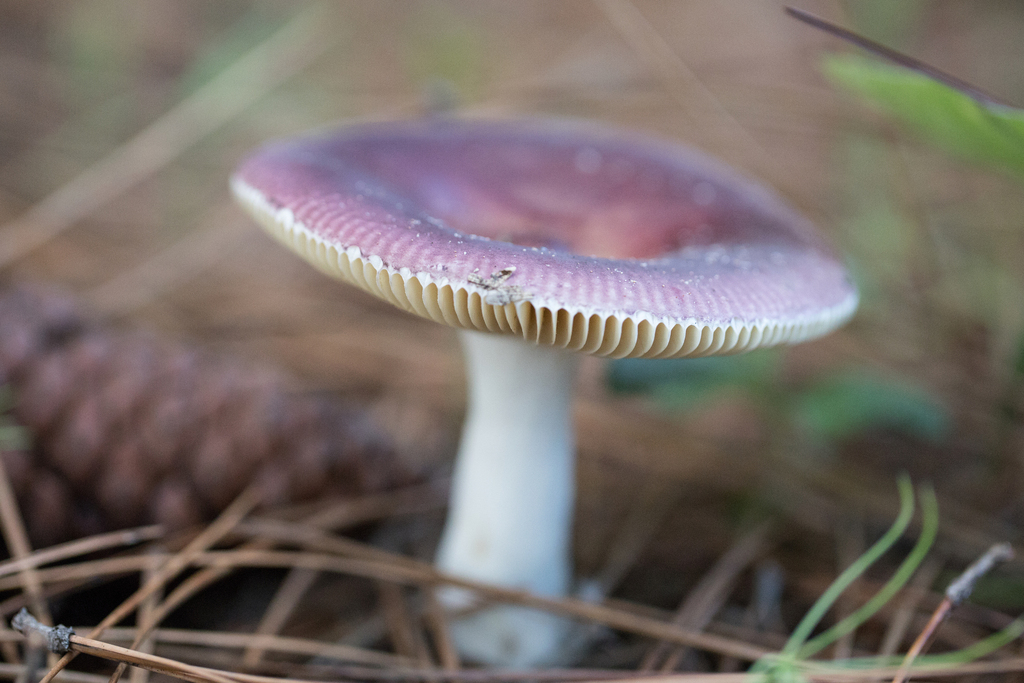 Russula sardonia