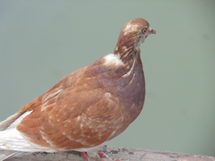 Columba livia
