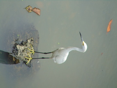 Egretta thula