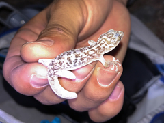 Phyllodactylus nocticolus