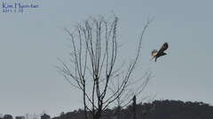 Buteo japonicus