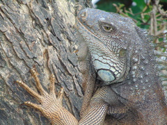 Iguana iguana
