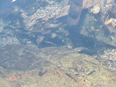 Blackspotted Livebearer photo 2