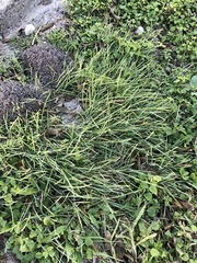 Nassella leucotricha